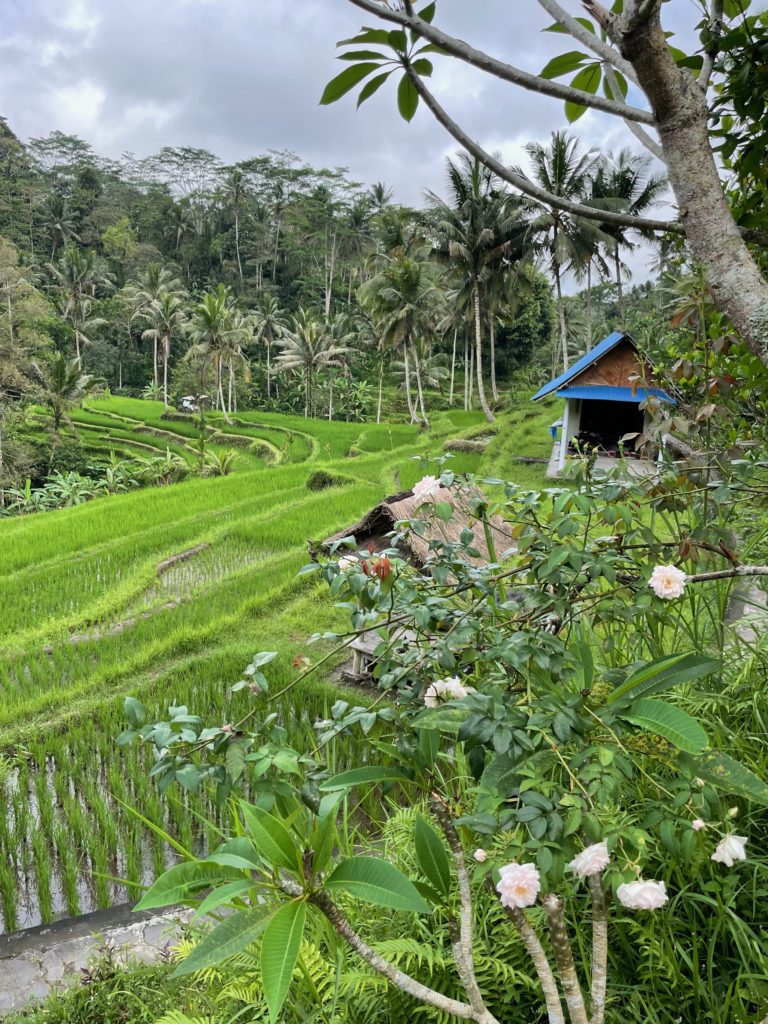 Rice fields of Bali